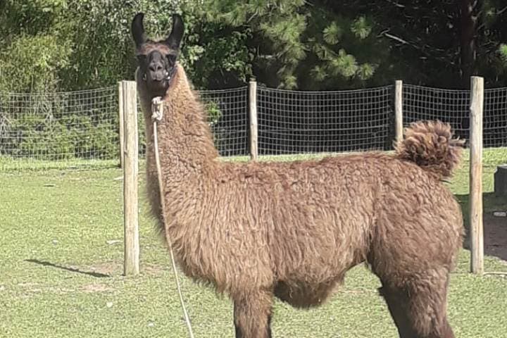 Lhamas