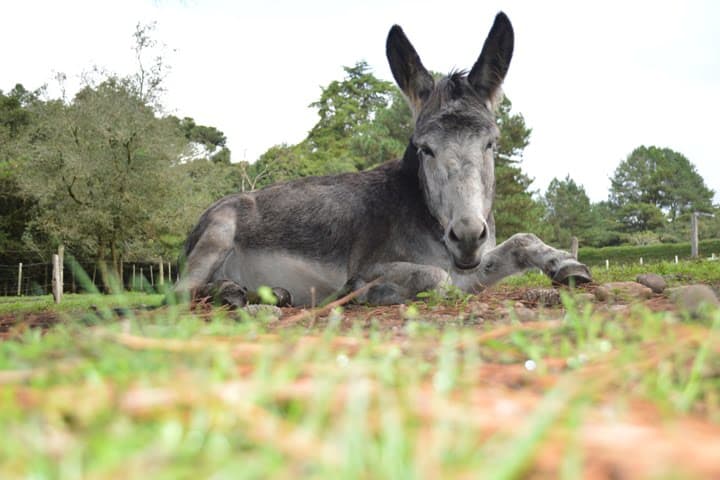 Burros