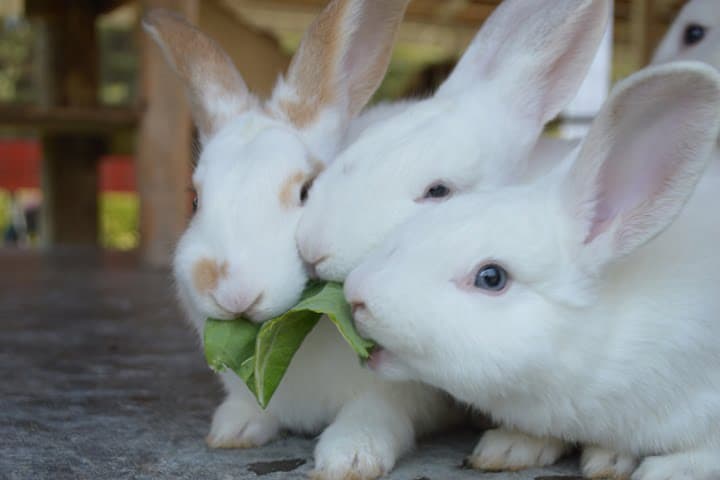 Coelhos